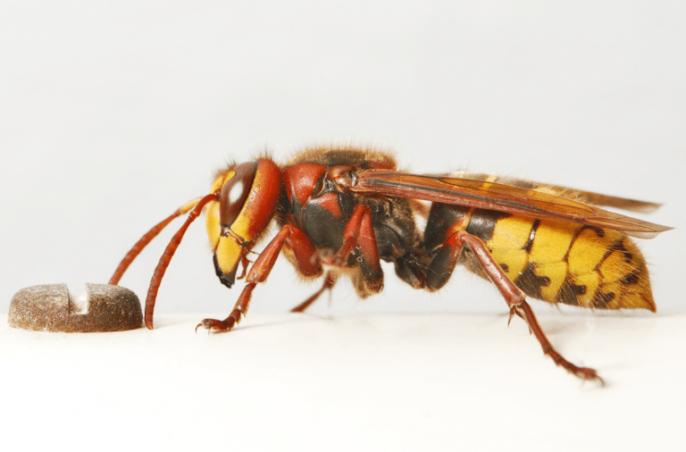 vespa crabo, atac la Daniela Cîrlan