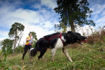 Câinele, în proba de alergare a unui trialton canin